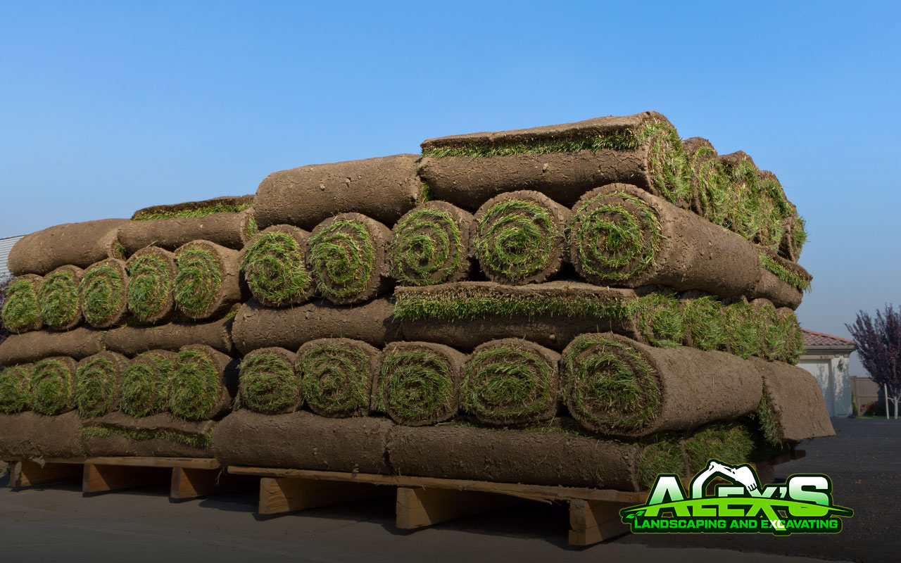 Types of Sod Grass