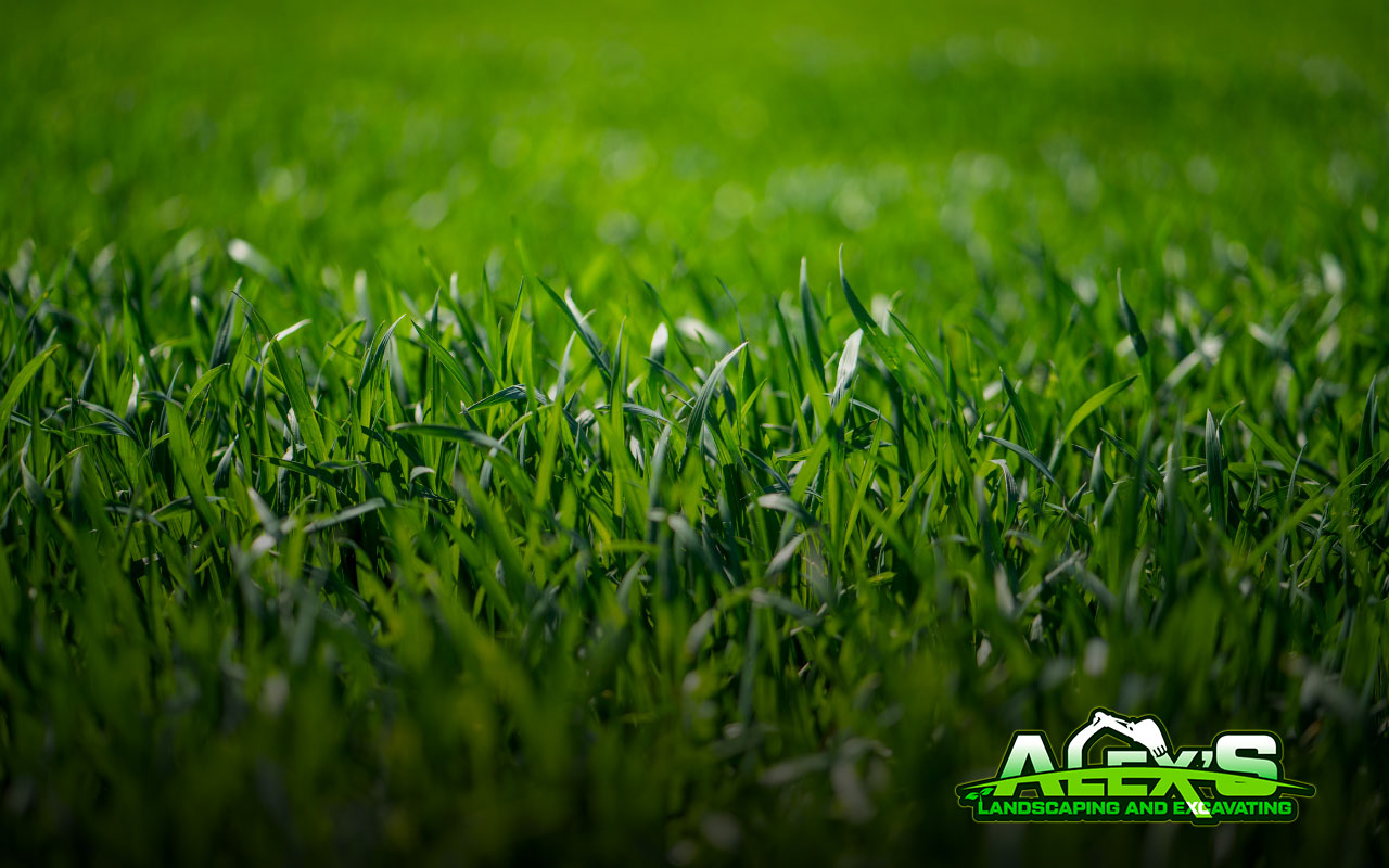 Benefits of St Augustine Grass